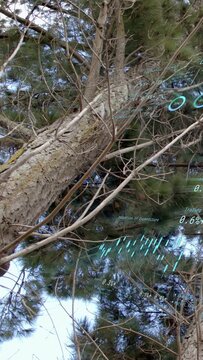Vertical video: On play camera rising and rotating along leaning pine trunk, revealing teal AR data