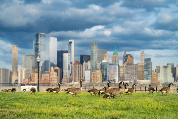 Canada geese grazing on grass with Manhattan skyline background. A flock of geese in the foreground with the skyscrapers of Lower Manhattan and cloudy sky in New York City. © white78