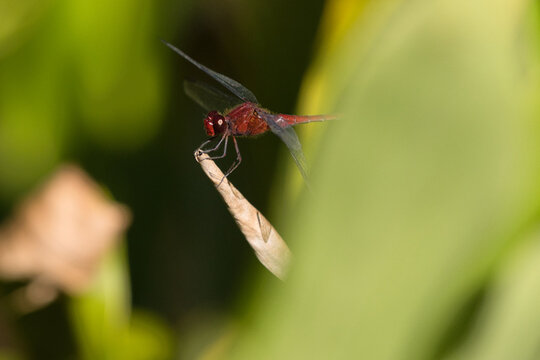 Vibrant red dragonfly in profile, resting on a dry leaf tip with transparent wings against a blurred green background.