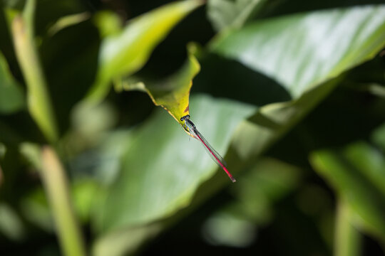 Small damselfly with a thin bright red tail resting on a green leaf in a tropical forest.