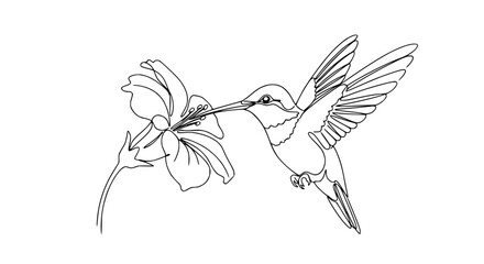 Hummingbird feeding on flower, line art illustration, delicate design, nature, wildlife © Hujan