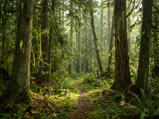 Obraz premium Lush temperate rainforest landscape, narrow dirt path winding through ancient evergreen forest, mossy cedar trees and ferns in soft sunlight 4k, Premium Quality,