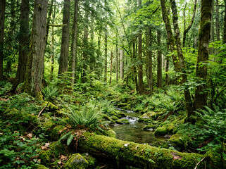 Obraz premium Lush temperate rainforest landscape with mossy logs, vibrant green ferns and a small forest stream, ancient woodland ecosystem with tall trees 4k, Premium Quality,