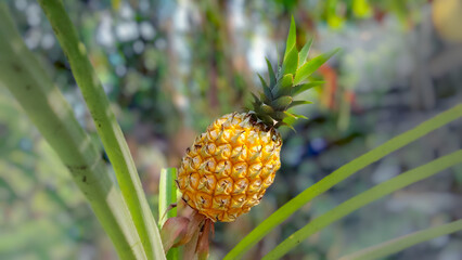 Obraz premium fresh pineapple on a plant. 