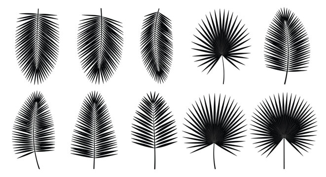 Collection of ten detailed black silhouettes of various tropical palm tree leaves and fronds arranged on a white background.