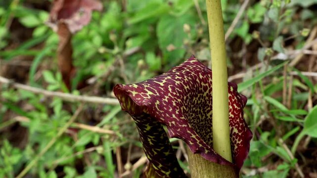 Sauromatum venosum carrion flower pollination close up. Macro close up footage of sauromatum venosum commonly known as voodoo lily during blooming stage in spring season in himachal pradesh india.