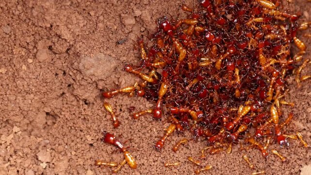 Macro close up video showing dorylus orientalis army ants forming a living nest by clustering together in a ground cavity in himachal pradesh india during spring.