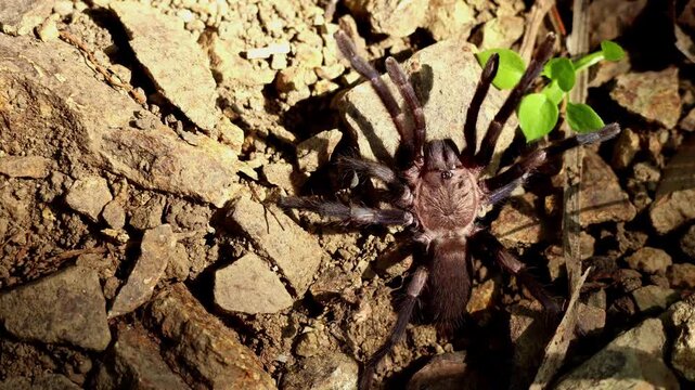 Real time high angle macro close up of himalayan earth tiger tarantula haplocosmia himalayana displaying defensive threat behavior on forest ground during spring season in himachal pradesh india.