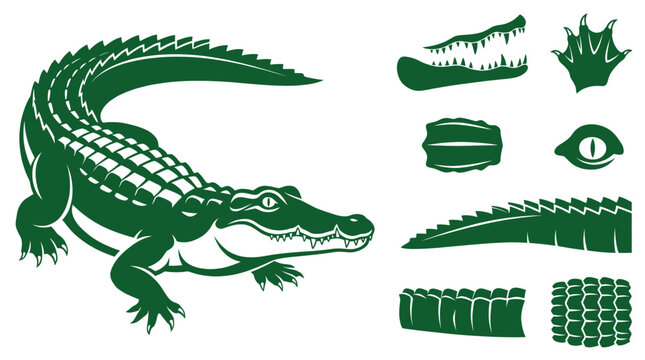 Green Crocodile Vector Illustration Set Featuring Detailed Anatomical Icons For Jaws Teeth Webbed Feet Scaly Skin And Tail On White Background