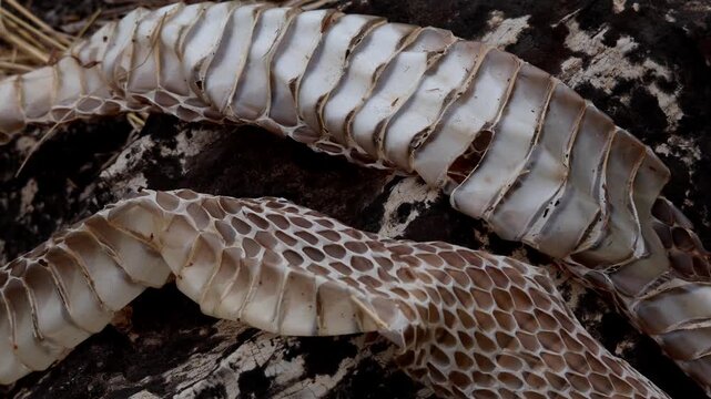 Spectacled cobra shed skin close up texture india.  Close up footage of a spectacled cobra shed skin showing detailed scale patterns and texture in himachal pradesh india during spring season.