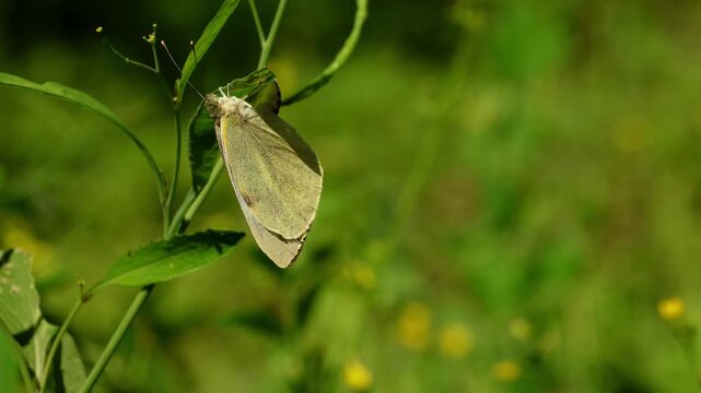 Close up real time footage of a large cabbage white butterfly pieris brassicae carefully laying eggs on the underside of a mustard plant leaf during spring season in himachal pradesh india.