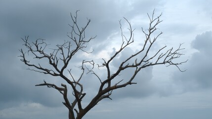 Naklejka premium Weathered Branches of a Stark Oak Tree Reach Towards a Moody, Cloudy Sky