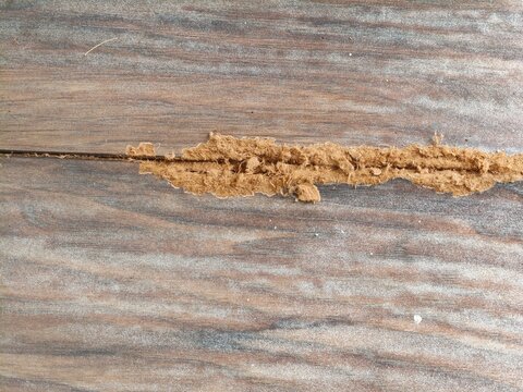Close-up of termite damage on a wooden surface, showing a mud tube and wood dust.