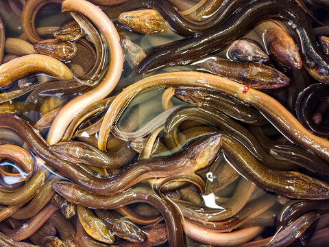 live eels sold in supermarkets. (Belut)