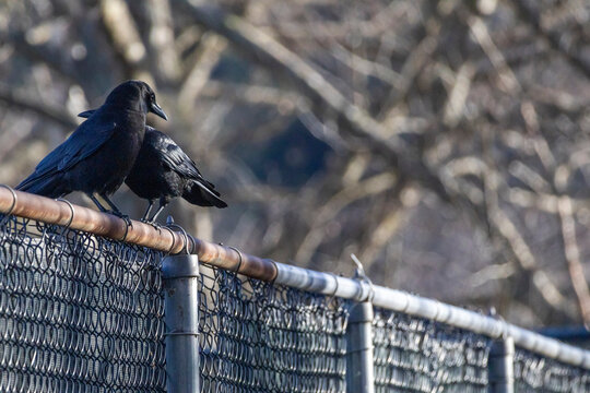 Two crows sitting on chainlink fence