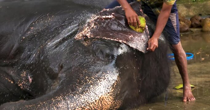 Close-up of an elephant caretaker bathing and gently scrubbing a peacefully resting elephant lying on the ground, capturing trust, care, and calm human&ndash;animal interaction.