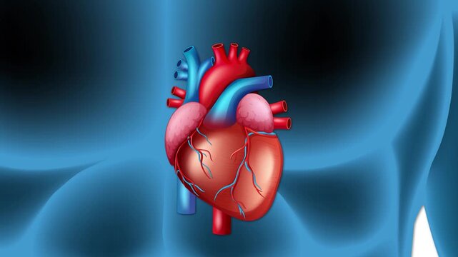 Human heart with coronary artery disease and plaque buildup animation showing blood flow restriction in cardiovascular system.