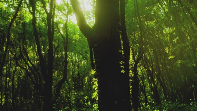Sunlight Filtering Through Forest Trees