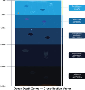 Ocean Depth Zones Cross-Section Vector