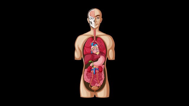 Educational animation showing anatomical structure of human body with internal organs labeled on black background.