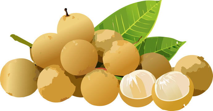 Longan fruit illustration representing healthy tropical produce
