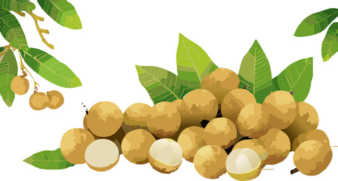 Tropical longan fruit illustration featuring whole and peeled fruits on neutral background
