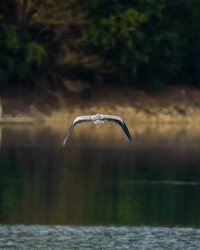 bird in the water