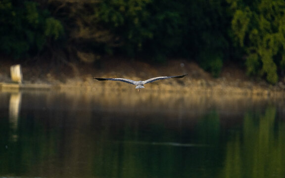 heron in flight
