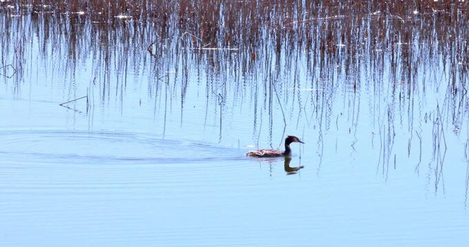 Wild crested grebes fishing and swimming on the lake.