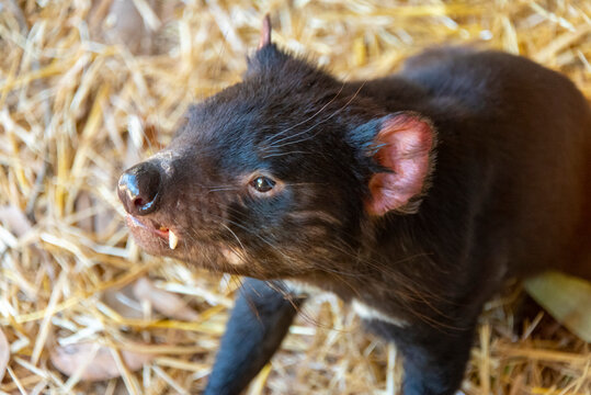 Tasmanian Devil in East Coast Tasmania