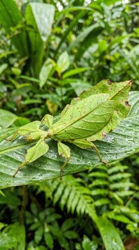 Leaf Insect Phyllium Giganteum Camouflaged On Green Foliage In Wild Nature