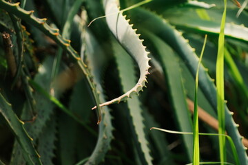 Fototapeta premium aloe vera plant