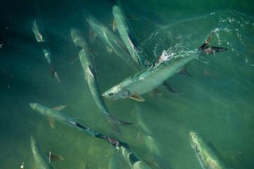 Large tarpon fish creates a white splash while breaking the emerald green water surface in Islamorada, Florida Keys islands, USA. © AncientAftertone