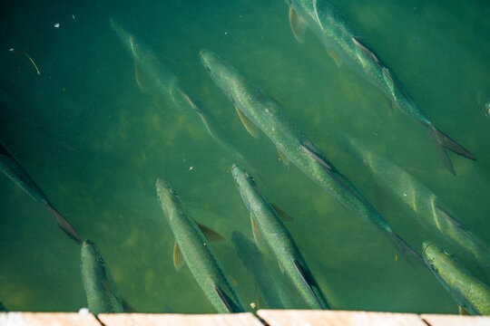 School of tarpon fish swimming in a diagonal pattern through the clear emerald green sea water in Islamorada, Florida Keys, USA.