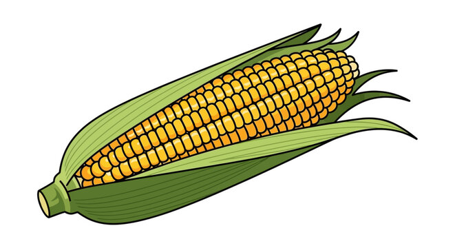 Fresh ear of corn with green husk illustration.