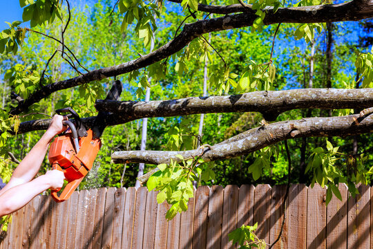 Service worker cuts tree branches with chainsaw in backyard with green leaves near wooden fence