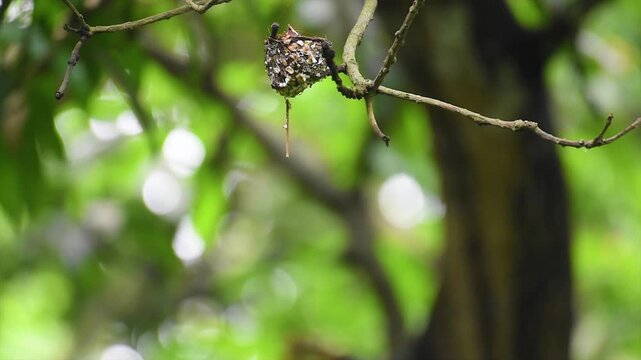 White Long Tailed Indian Paradise Flycatcher ) Male Feeding Its Young From Mouth to Mouth In The Nest In The Jungle With Blurry Green Backdrop.