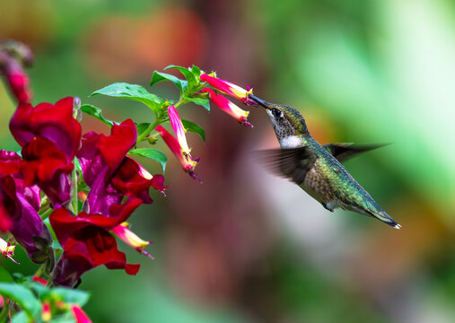 Juvenile Calliope Hummingbird in a garden with Cuphea and Snapdragon