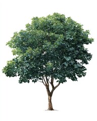 Obraz premium Isolated drawing of a leafy deciduous tree
