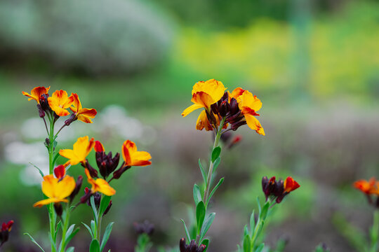 Blooming Yellow Wallflowers in Spring Garden