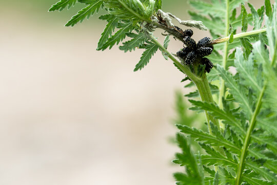 Close-up of Oxythyrea funesta beetles clustered on a plant in a natural outdoor setting. Group of white-spotted rose beetles (Oxythyrea funesta) feeding on a green plant stem.