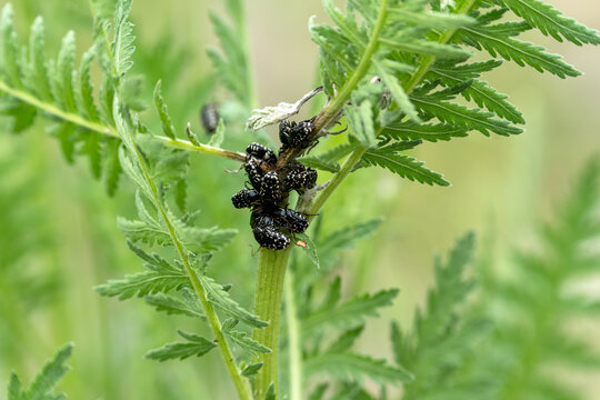Close-up of Oxythyrea funesta beetles clustered on a plant in a natural outdoor setting. Group of white-spotted rose beetles (Oxythyrea funesta) feeding on a green plant stem.