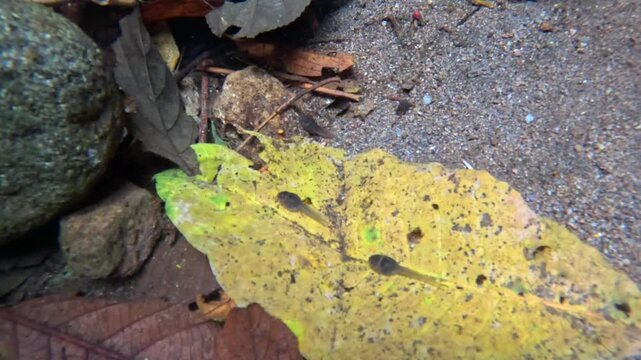 Tadpole (polliwog, pollywog, cebong, kecebong, berudu) is swimming in the river