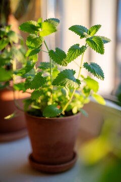 Cultivation Melissa plant in clay pot, soft focus. Growing aromatic fresh lemon balm herbs on windowsill at home. Homegrown edible plant for tea