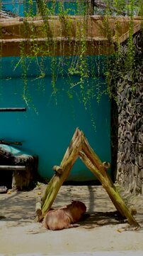 Capybara sitting calmly under a triangular wooden structure during daytime, relaxed animal behavior in a natural outdoor setting.