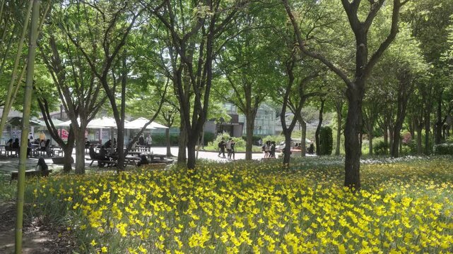 Seoul, South Korea - Apr. 24, 2026 : Beautiful Field of Yellow Spring Flowers in Seoul Forest Park with Lush Green Trees, South Korea.