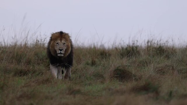 Lion male descends from a grassy savannah ridge into open grassland in medium telephoto framing, walking sequence of an apex predator, Masai Mara, Kenya, 4K UHD slow-motion natural history footage