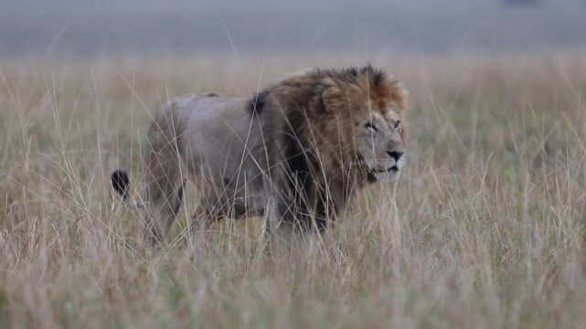 Lone African lion male crosses dry-season Mara veld in side profile through tall grass, long-lens telephoto compression at distance, Masai Mara National Reserve, Kenya, 4K slow-motion footage