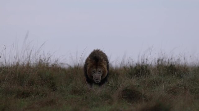 Black-maned African lion walks head-on along the crest of a grassy savannah ridge at medium distance, long-lens compressed silhouette, Masai Mara, Kenya, 4K UHD slow-motion B-roll