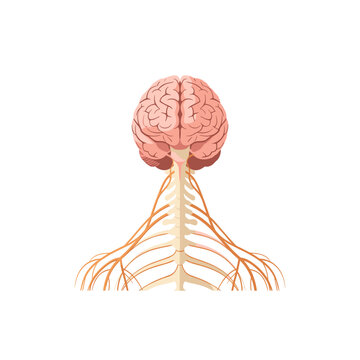 Human Central Nervous System Vector Illustration